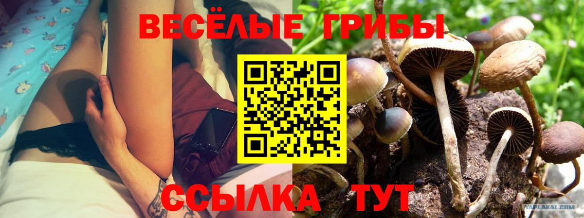 Галлюциногенные грибы Psilocybe  Вход с VPN  Щёлково 